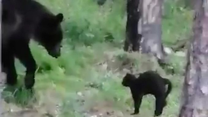 Nebojácný kocour táborníků zahnal medvěda
